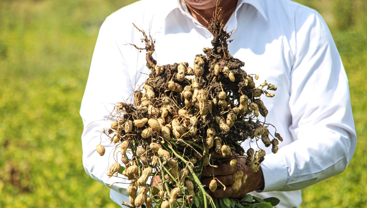Çukurova'nın verimli topraklarında yetişiyor: Kilosu 50 liraya düştü