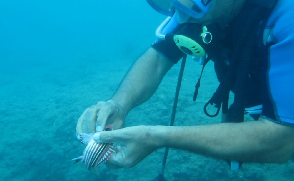 Antalya'da elektrik gibi çarpan 'denizanası' uyarısı - 5