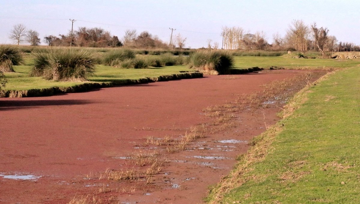 Kızılırmak'ta tedirgin eden renk değişimi: Kirlilik değil açıklaması