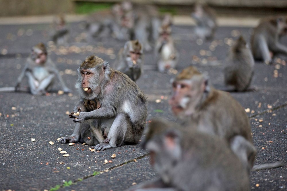 Maymunlar, turistler olmayınca Bali'de evleri yağmaladı - 1