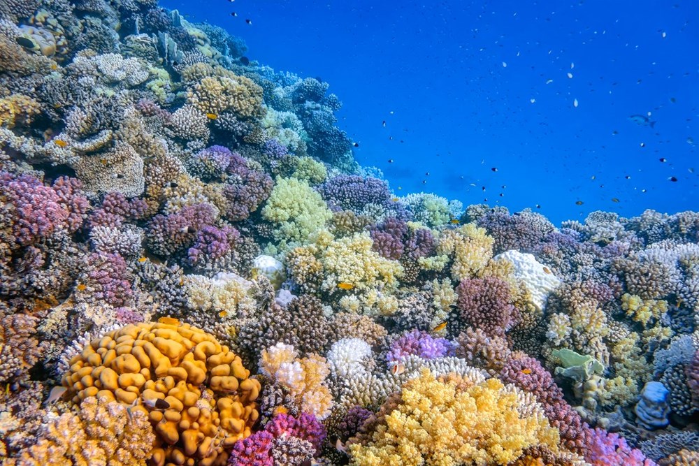 Yeni rapor: Küresel ısınma, on yılda dünyadaki mercanların yüzde 14'ünü öldürdü - 3