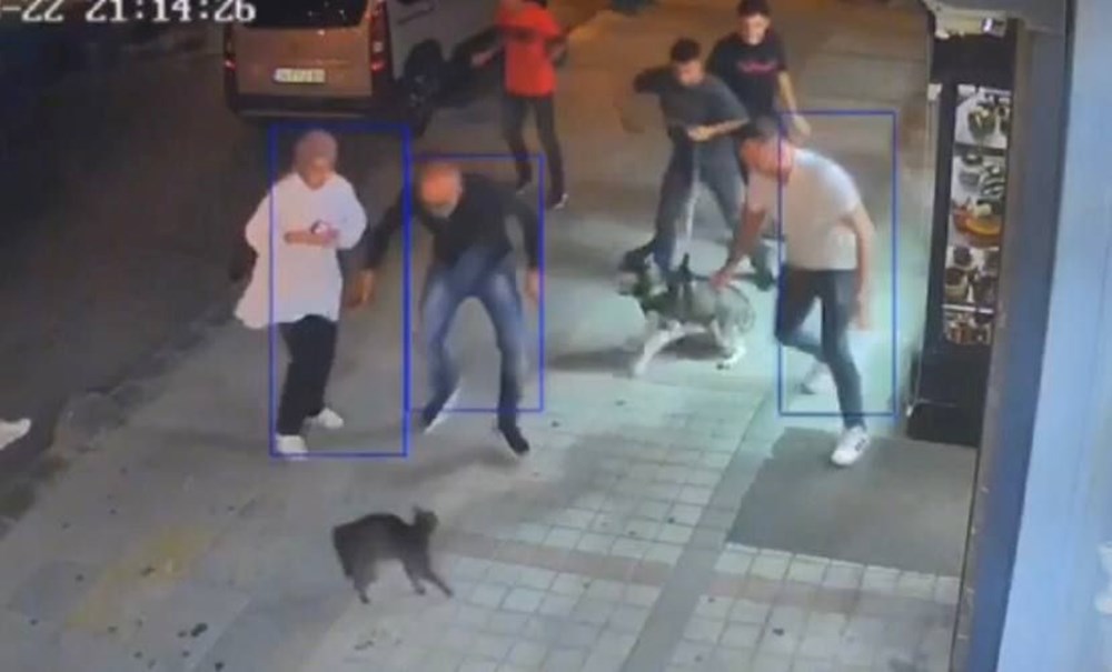 Bağcılar'da kedi, Sibirya kurduna saldırdı - 3