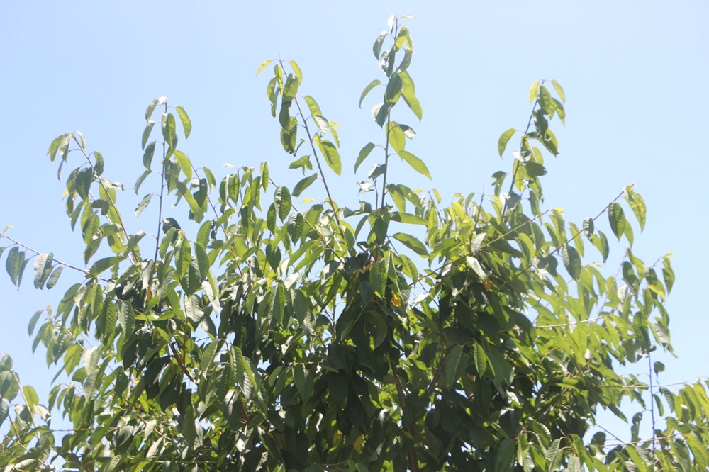 Zirai don kirazı vurdu: 20 bin tonluk rekolte sıfıra indi - 2