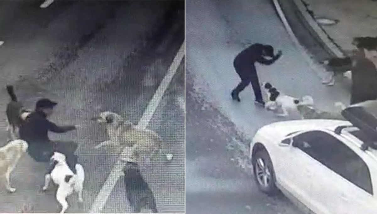 Bakırköy'de sokak köpeği dehşeti