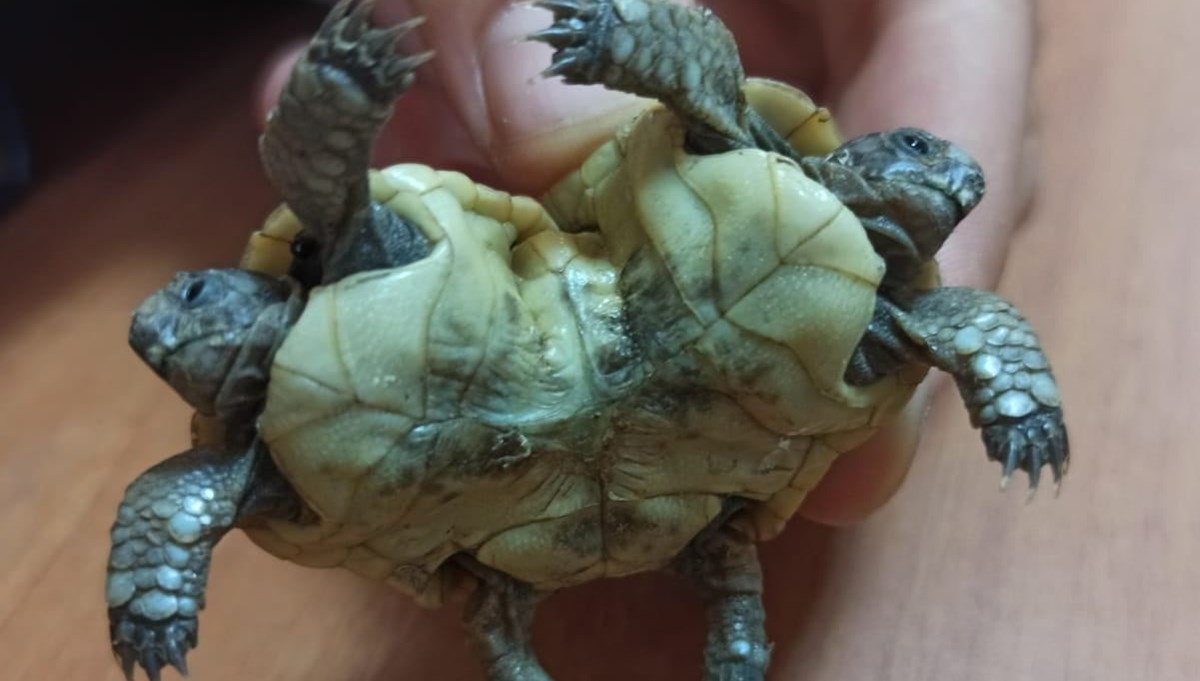 Pamukkale travertenlerinde siyam ikizi kaplumbağa bulundu