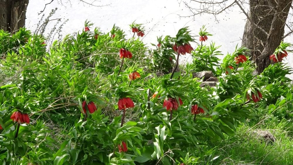 Yılın sadece 20 günü yaşıyor, başında nöbet tutuyorlar: Koparmanın cezası 244 bin lira! - 3