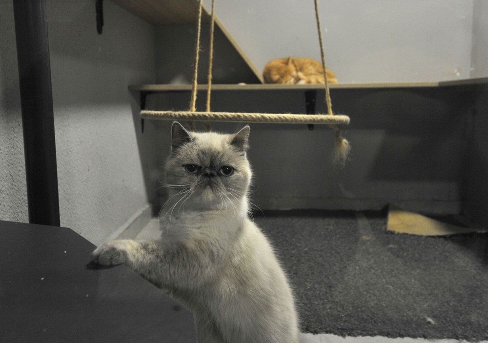 Kedi Oteli bayramda tamamen doldu - 4