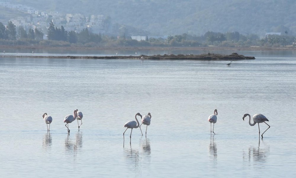 Tuzla Sulak Alanı'na flamingo akını - 1