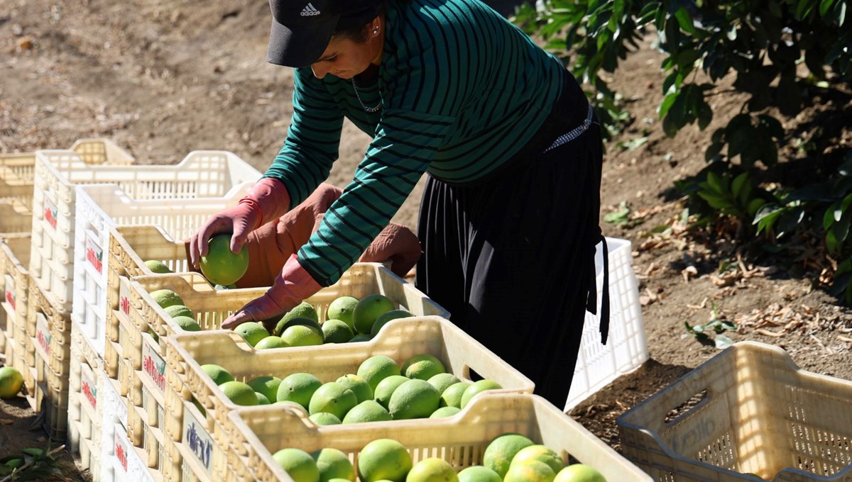 Adana'da portakaldan 371 bin ton verim bekleniyor