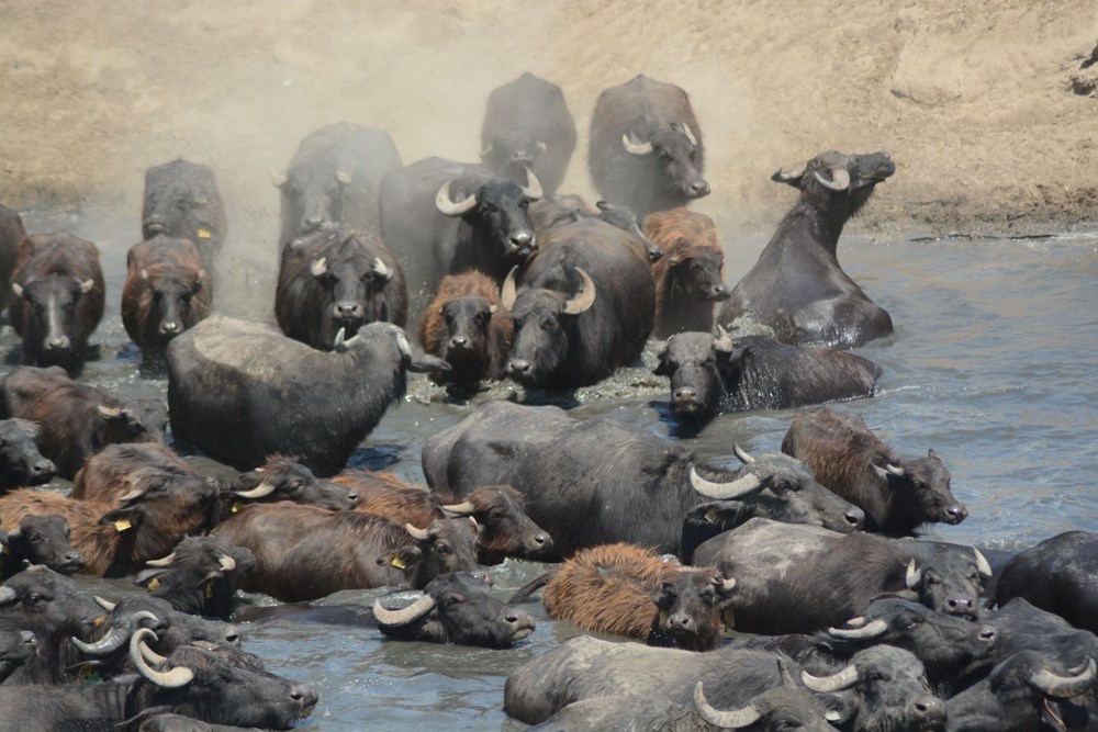 Afrika Serengeti Parkı değil Balıkesir Ovası - 2