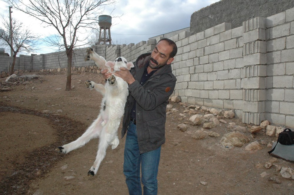 Diyarbakır'da 6 ayaklı doğan kuzu görenleri şaşırtıyor - 9