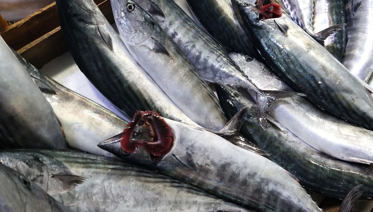 Palamut nesli tehlikede: Avlanma boyu 39 santimetre olsun