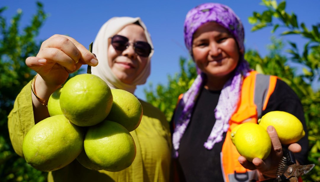 1 milyon tondan fazla üretiliyor! "Lamas" ve "Küt dikenli" dünyanın dört bir yanına gönderiliyor