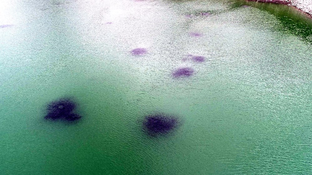 Baraj gölündeki balıkların kümeler halinde durmasının nedeni ortaya çıktı - 5