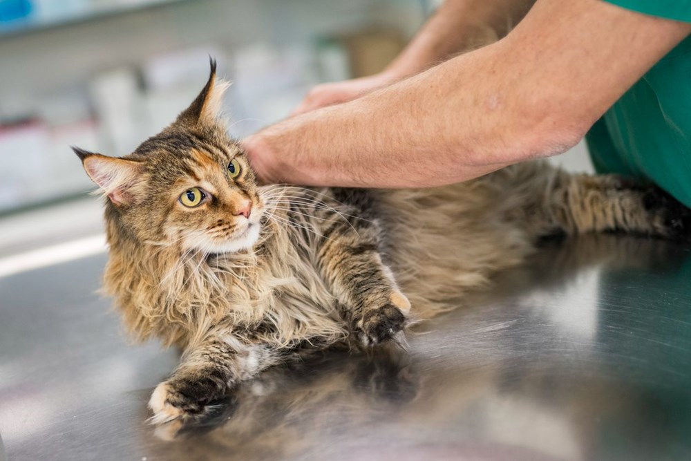 Kedilerde yüzde 70 ölümle sonuçlanan hastalığa neden olan kuru mama geri çağrıldı: 2 ayda en az 130 kediyi öldürdü - 6