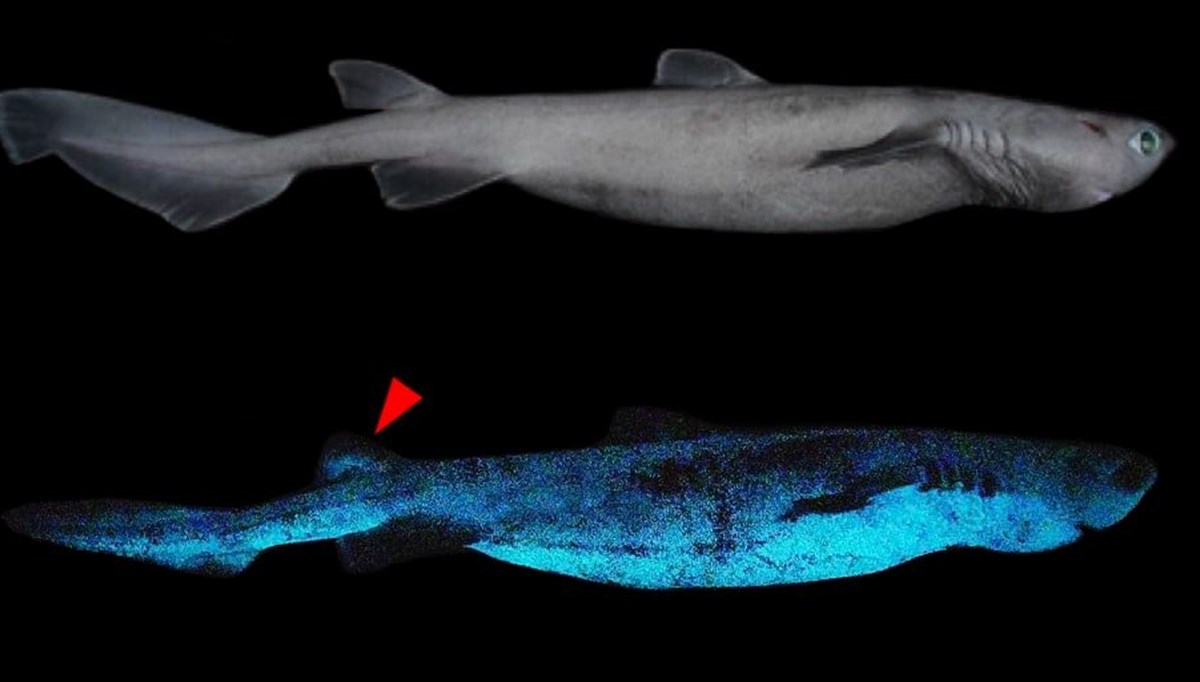 Yeni Zelanda'da ışık saçan dev köpek balığı keşfedildi