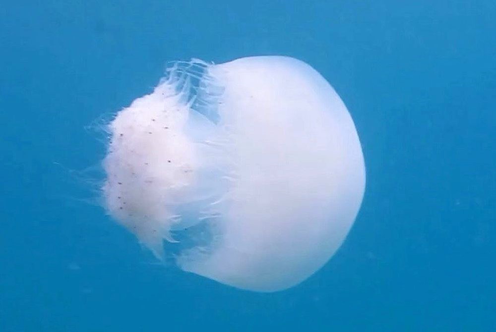 40 kilograma kadar ulaşabiliyorlar: "Sakın temas etmeyin" 75 Z1dUwfJrlEKEE5eUoNj0gQ