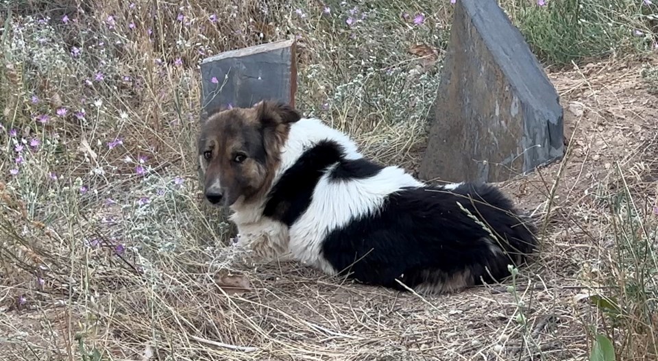 Köpeğin vefası yürekleri dağladı: Sahibinin mezarından ayrılmıyor - 1