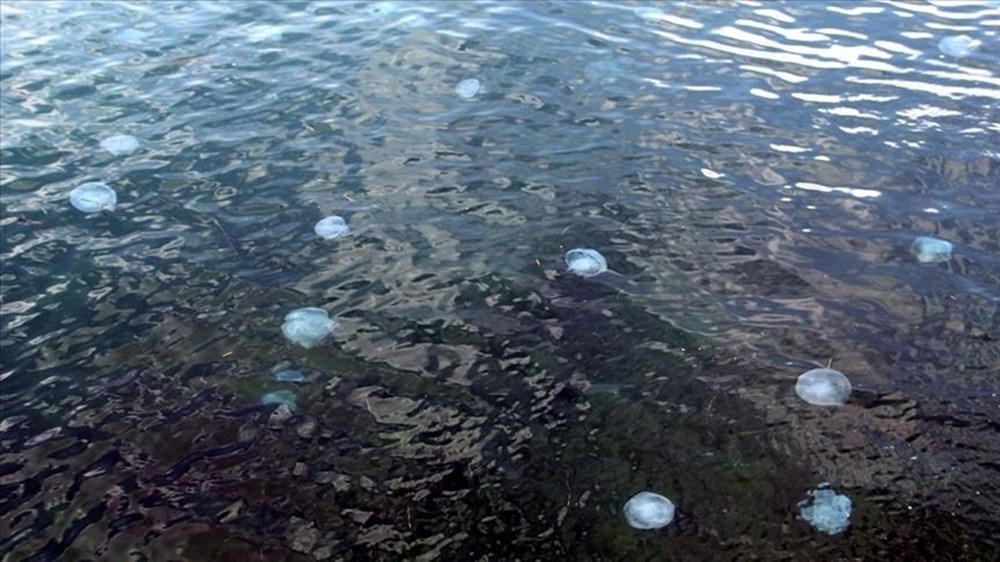 40 kilograma kadar ulaşabiliyorlar: "Sakın temas etmeyin" 73 Z3A qjZhGECTBYm3yYjbpw