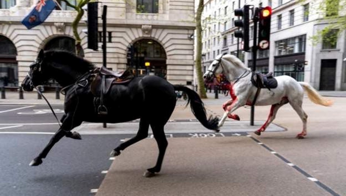 Londra'da kaçan askeri atlar polis tarafından yakalandı