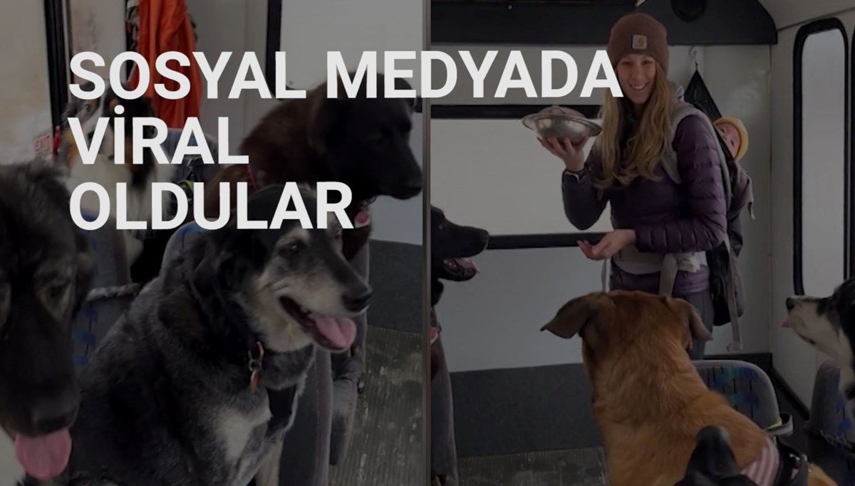 Alaska'daki köpek servisinin videosu 50 milyondan fazla izlendi Alaska'daki köpek servisinin videosu 50 milyondan fazla izlendi