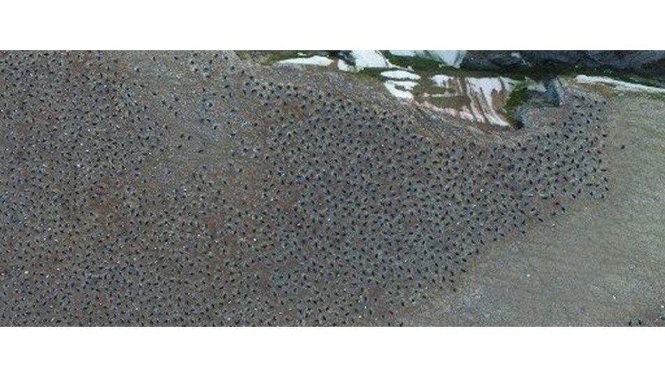 Antartika'da 1,5 milyonluk yeni penguen sürüsü keşfedildi