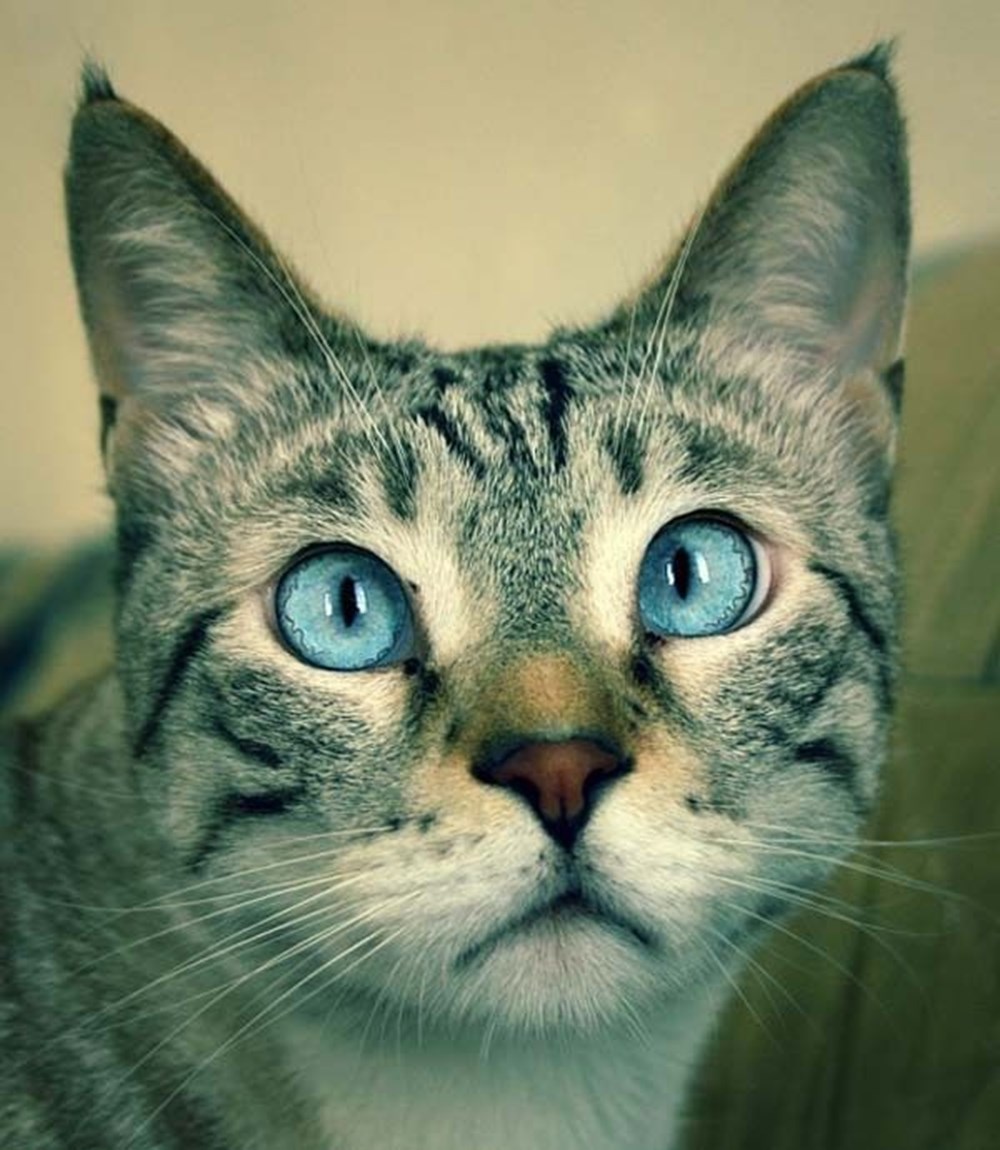 Косые коты