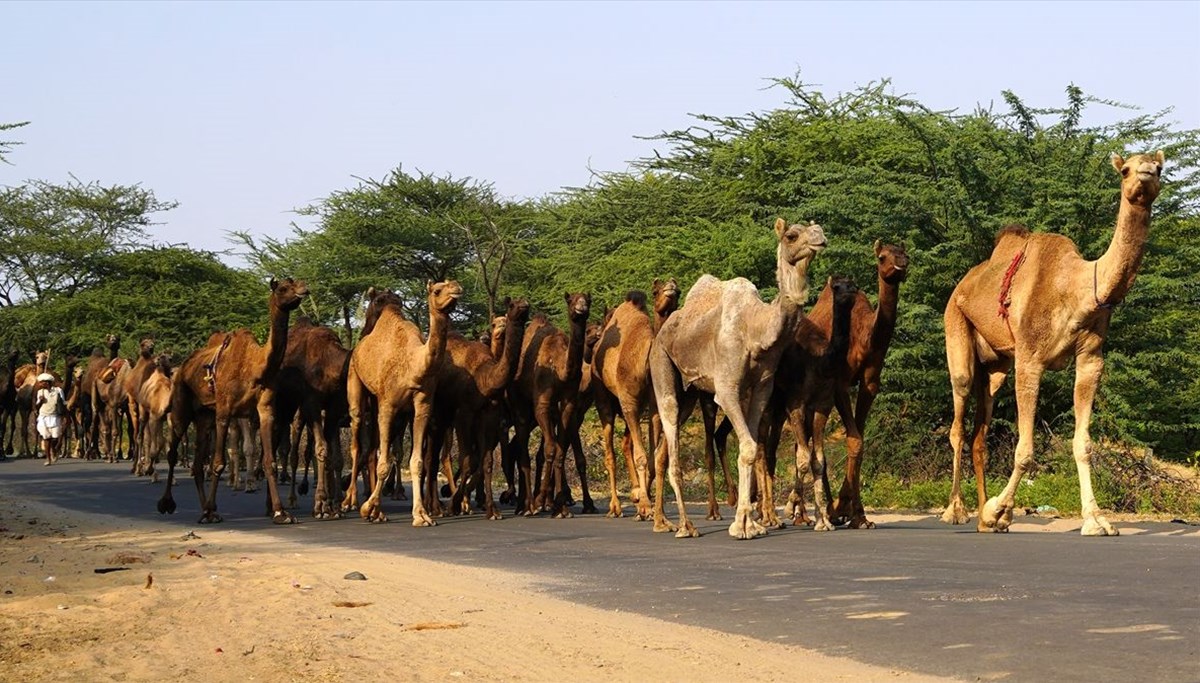Hindistan'da Pushkar Deve Fuarı