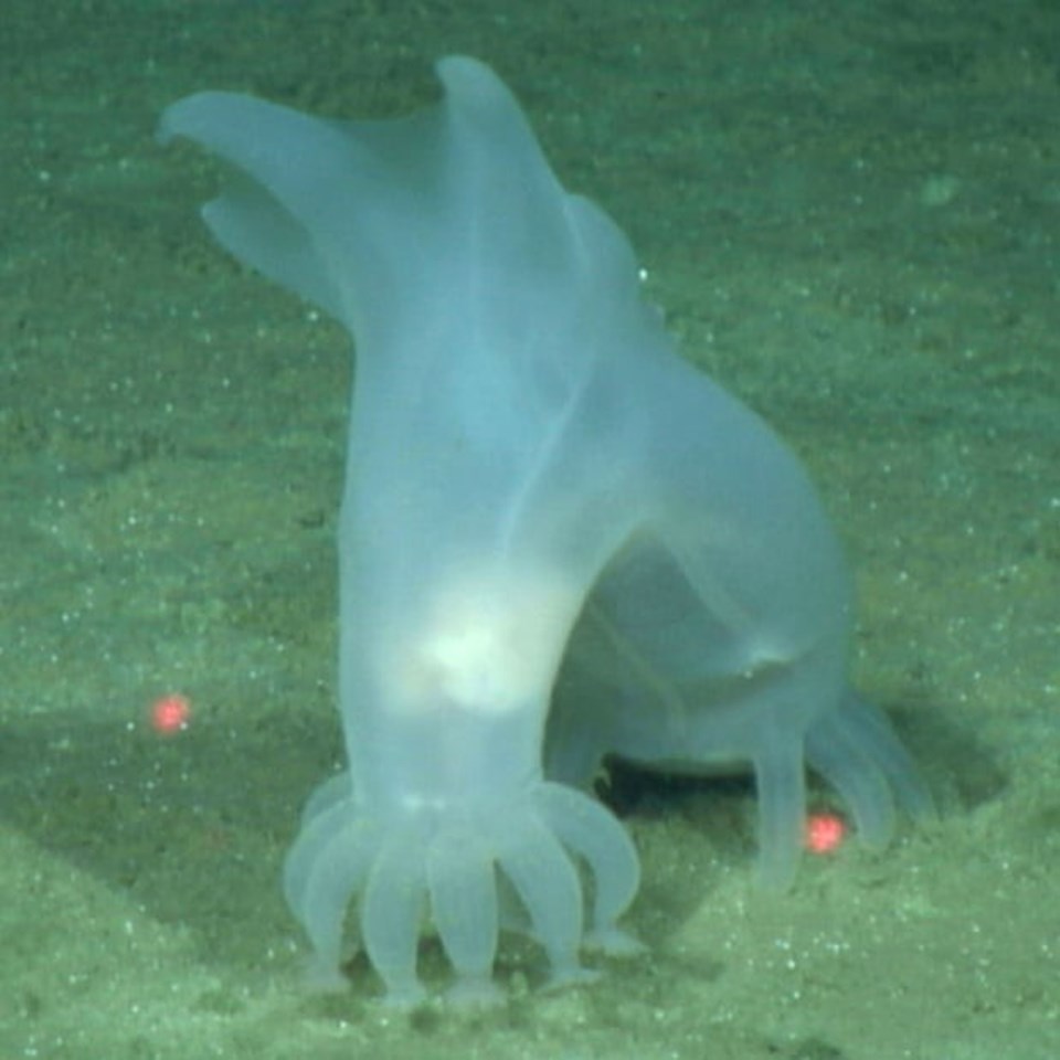 Yenş keşfedilen türlerden biri olan Peniagone vitrea, denizanaları ile aynı aile içinde yer alıyor. 