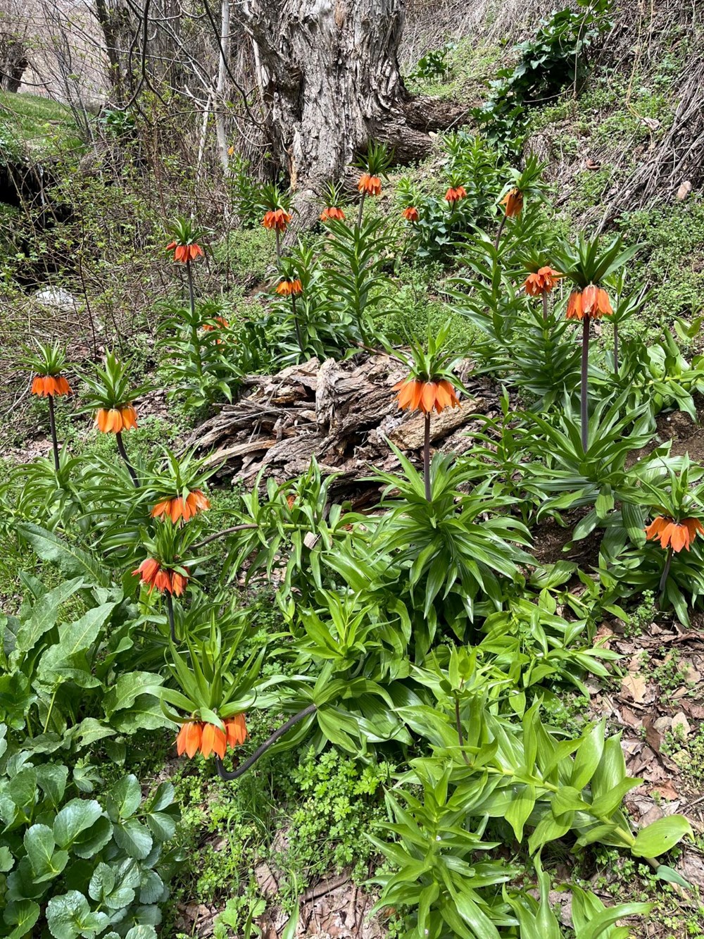 Ağlayan Gelin'in Gözyaşları: Koparana Servet Değerinde Ceza! 74 Z8bwOYYfbEGupoS92Ck9uA