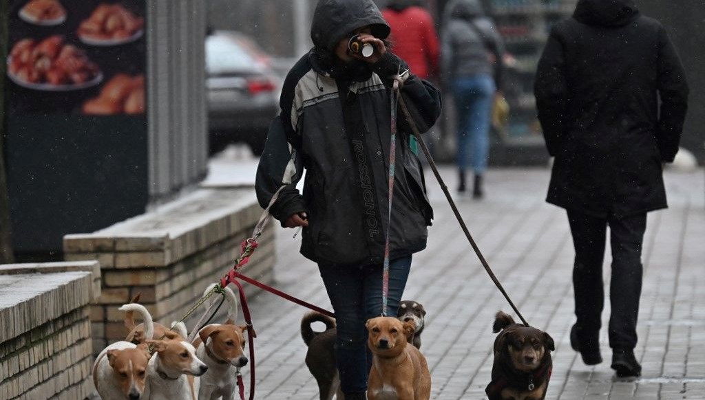 İngiltere vizesinde alışılmadık işçi kategorileri: DJ, köpek güzellik uzmanı, mezarlık yöneticisi