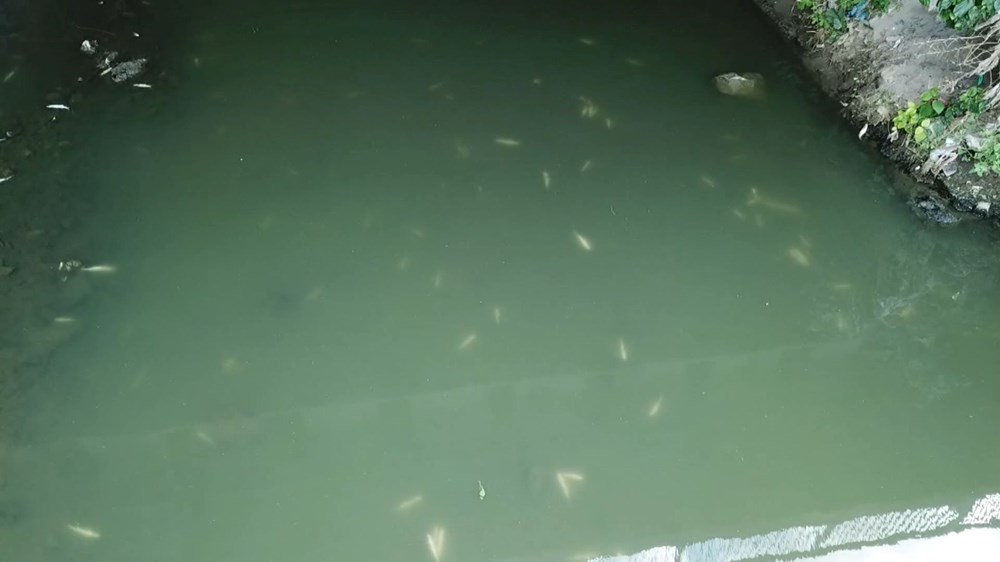 Alibeyköy Deresi'ndeki balık ölümlerine inceleme - 17