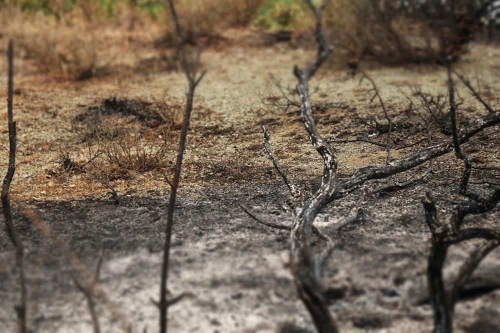 Sakarya-Bilecik orman yangınında son durum: Alevler yeniden büyüdü, köylerde anons yapılıyor - 6