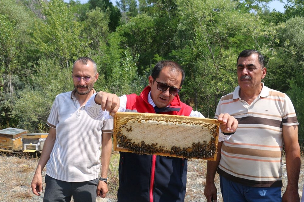 Erzincan'da üretilen geven balının hasadı başladı - 2