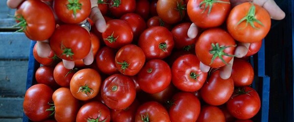 Yurtdışına en çok domates sattık