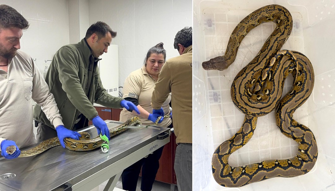 Polis
sahibini arıyor: Yolcu otobüsünden piton çıktı!