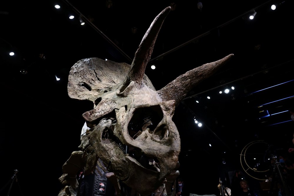 Şimdiye kadar bulunan en büyük triceratops iskeleti 6,6 milyon euroya satıldı - 3