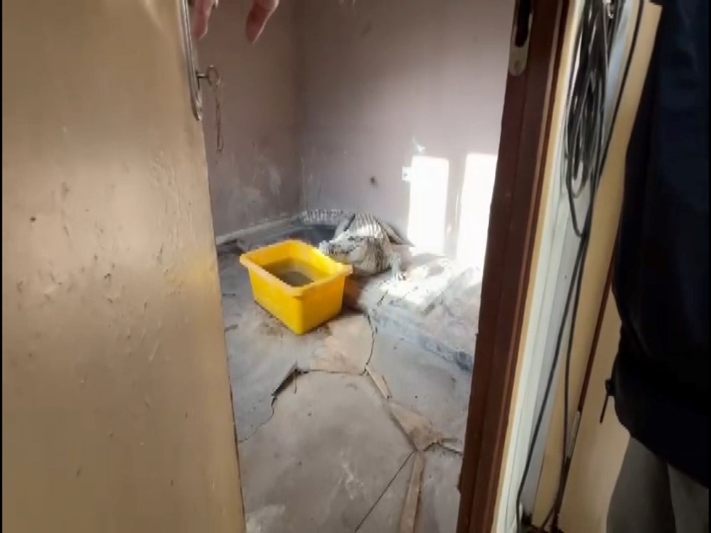 Afrika değil İstanbul: Evden Nil timsahı ve anakonda yılanı çıktı - 1