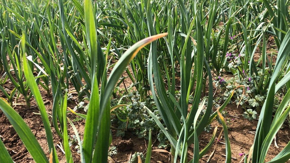 Beyaz Altın Hülyası: Dünya Ünü ve Çapalama Seferberliği 75 ZDWJ5 pZi0GbNtSTDXQY A