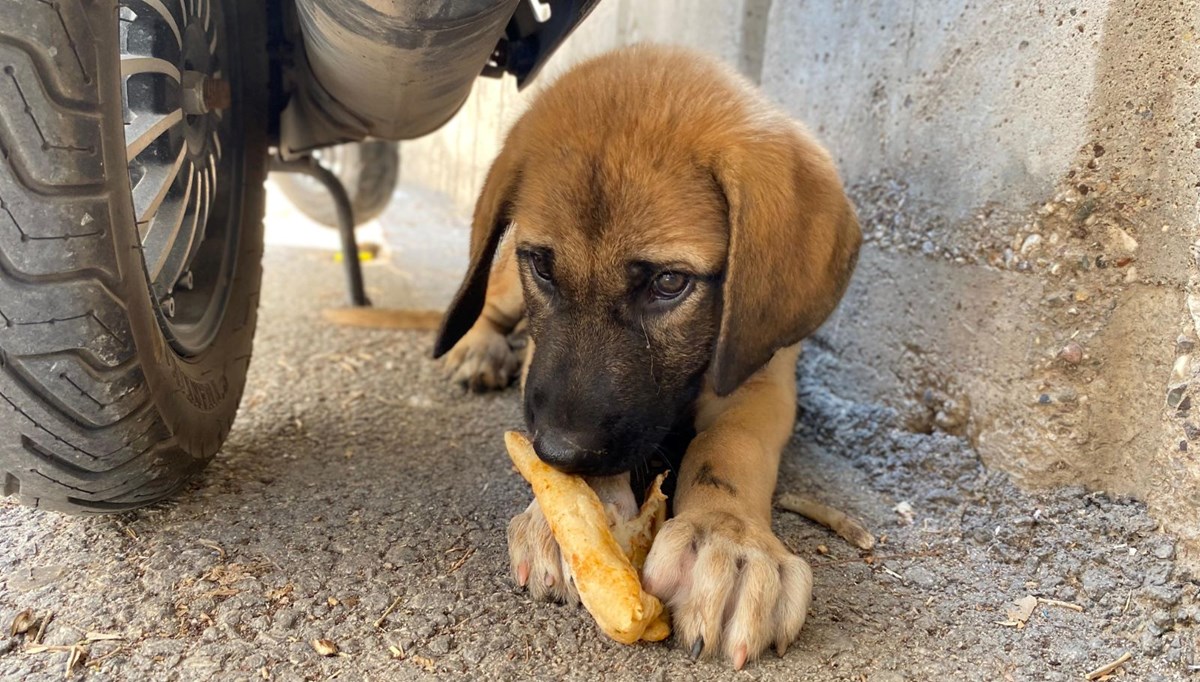 Sokak köpeğine şiddet: Üzerine kayıtlı olmadığı için şikayetçi olamadı