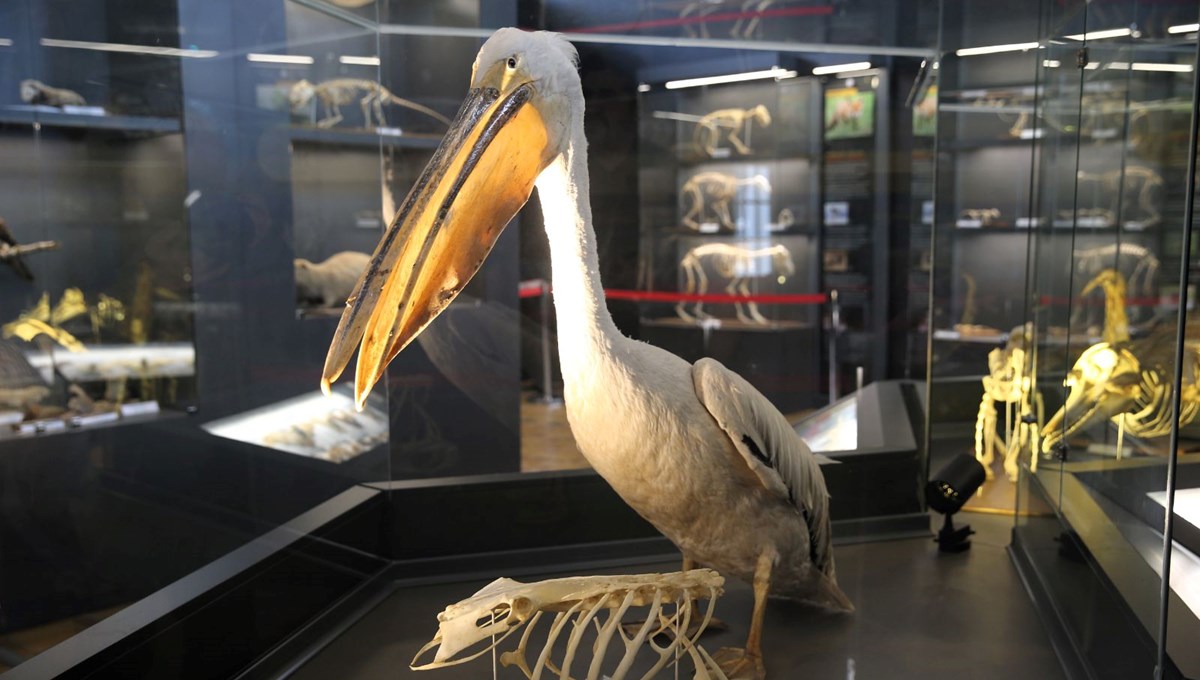 Trakya Üniversitesi Doğa Tarihi Müzesi'ne yoğun ilgi