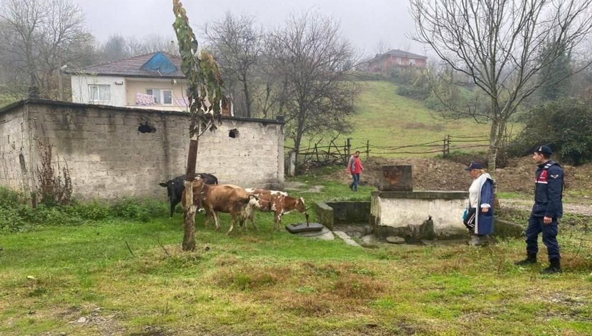 Kayıp büyükbaş hayvanlar sahibine teslim edildi