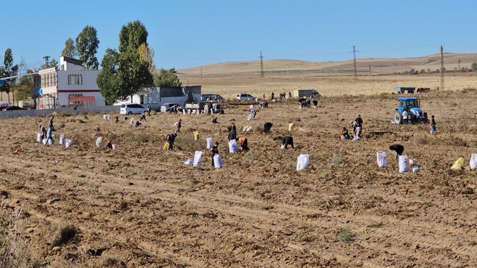 Patatesini halka bedava dağıttı - 1