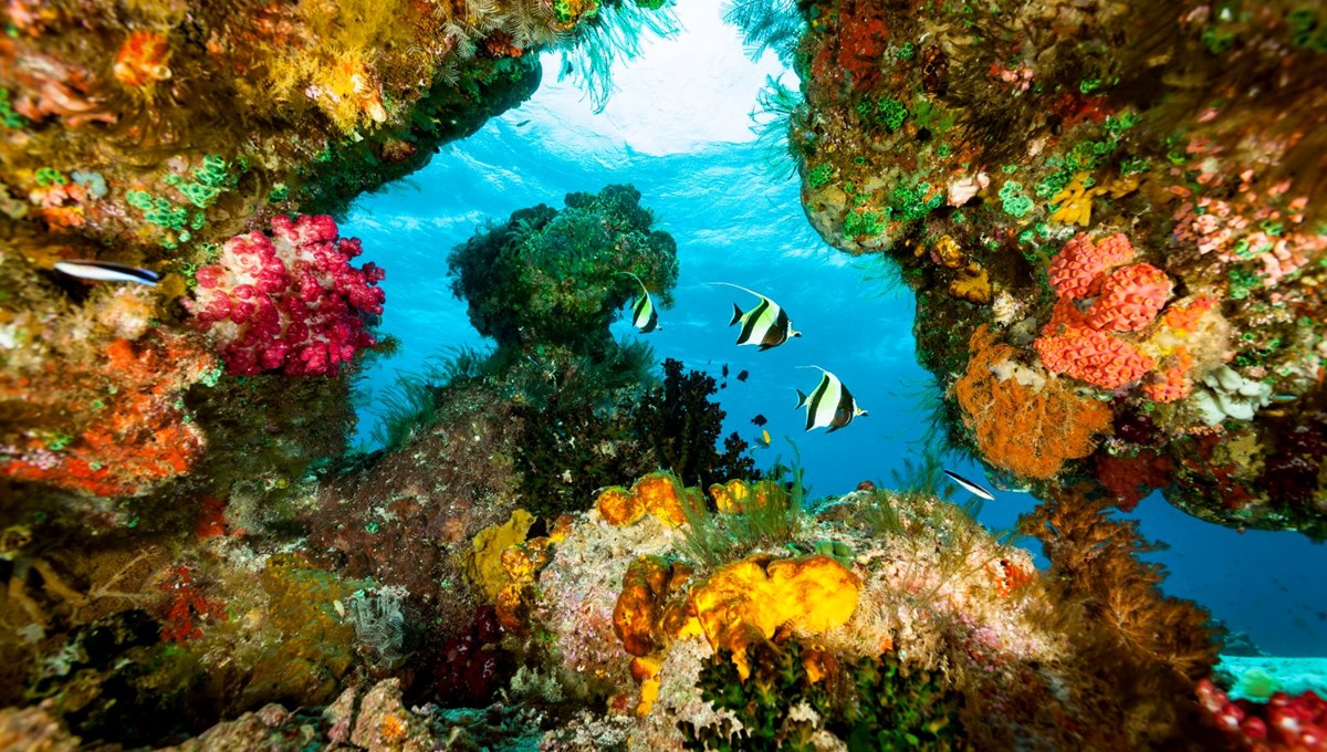 Endonezya Raja Ampat