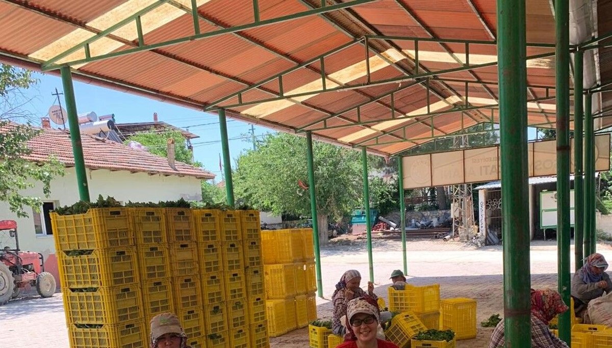 Kilosu 20 TL'ye kadar düştü! Kilosu 20 TL'ye kadar düştü!