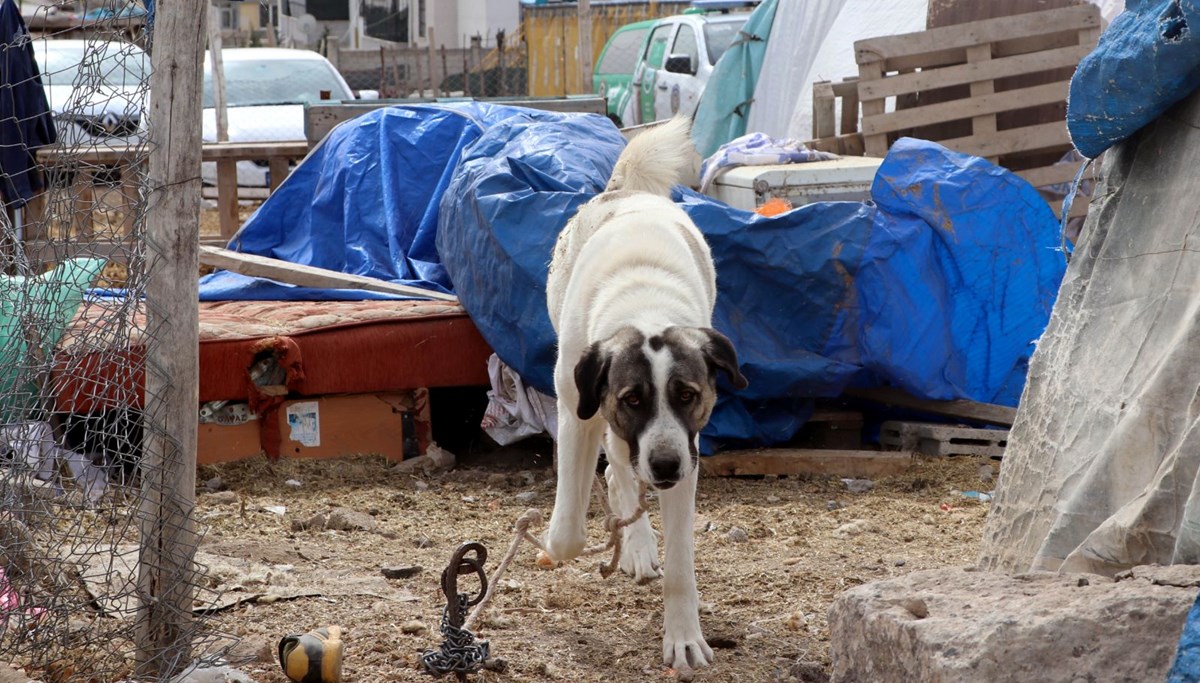 Kayseri’de köpeğin saldırdığı çocuk ağır yaralandı