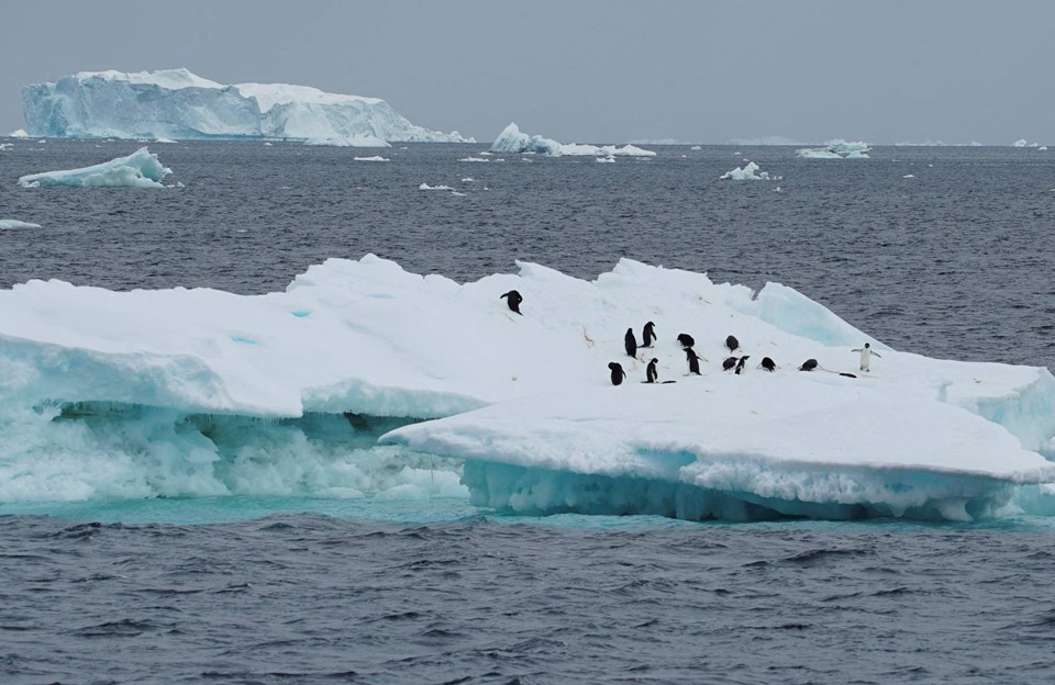 Antarktika’da araştırmacılara şort giydiren anormal sıcaklıkların nedeni belli oldu - 1