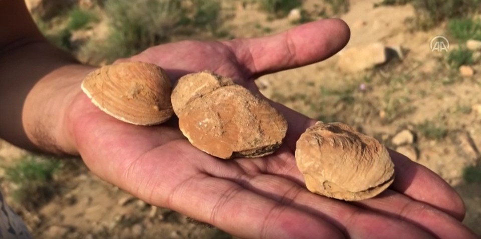 Iğdır'da şimdi de midye fosiline rastlandı - 1