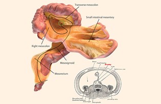 Laboratuvar Ortaminda Insan Midesine Ait Dokular Gelistirildi Ntv
