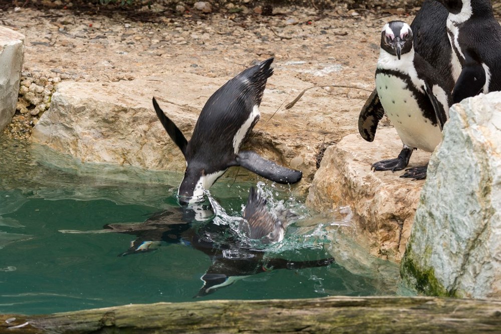 Eşcinsel penguenler Elma ve Lima çocuk sahibi oldu - 9